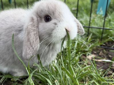 Baby Blue Eyed Easter Bunnies