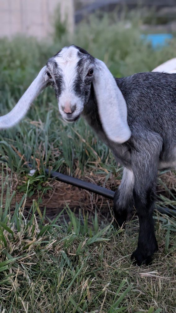 Sweetest Nubian doeling grey roan
