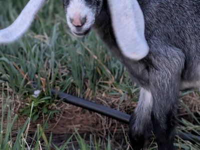 Sweetest Nubian doeling grey roan