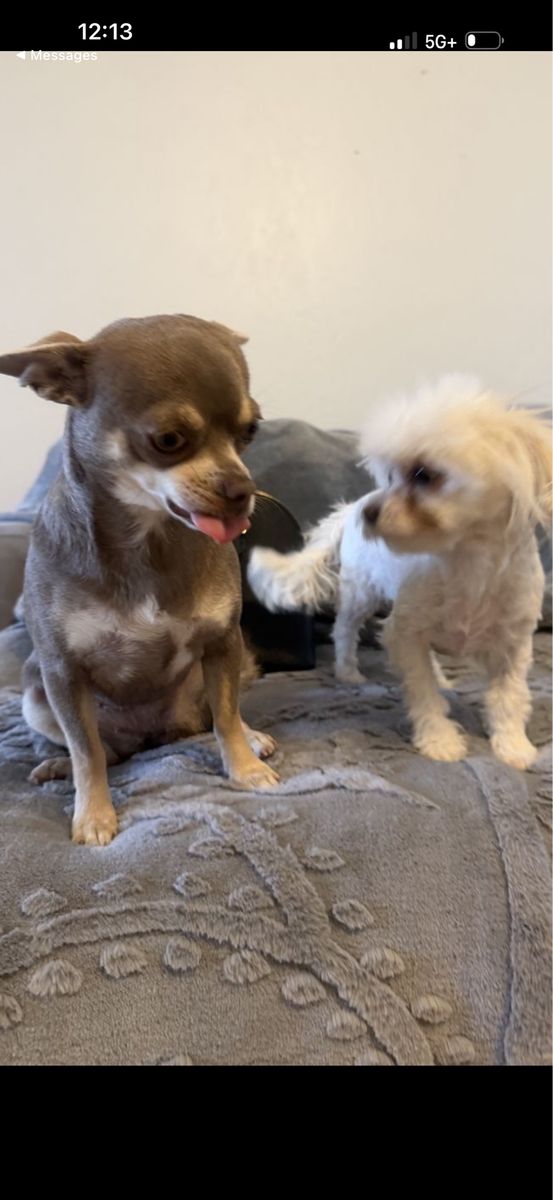Two. Females. 11/2 year-old AKC, Applehead, Chihuahua, and a year old multipoo Never been breed, they are still intact up today
