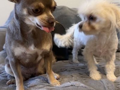 Two. Females. 11/2 year-old AKC, Applehead, Chihuahua, and a year old multipoo Never been breed, they are still intact up today