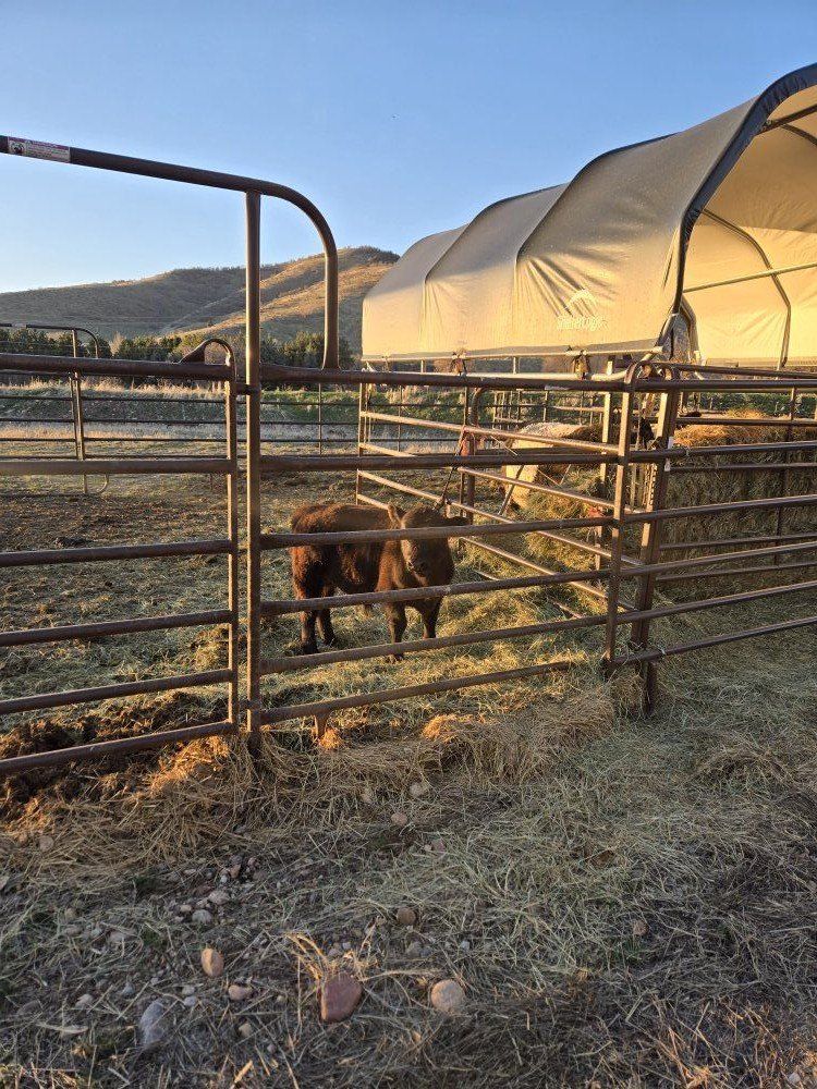 Mini Bull Aberdeen Miniature Hereford