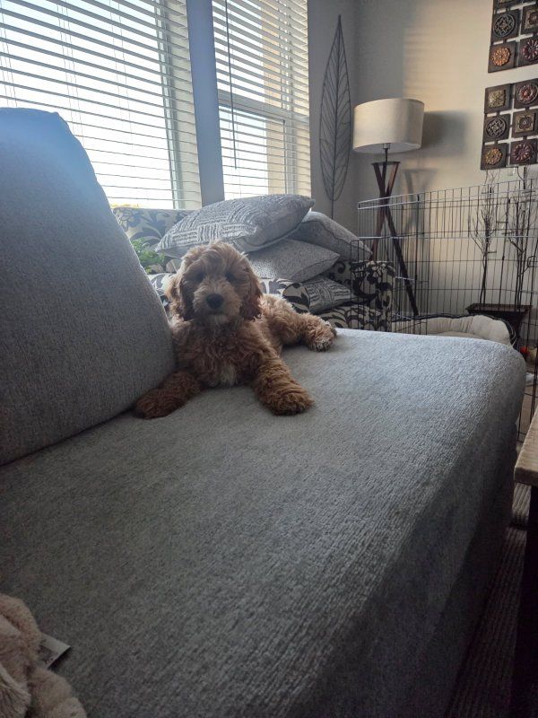 Mini male golden doodle