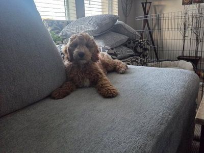 Mini male golden doodle