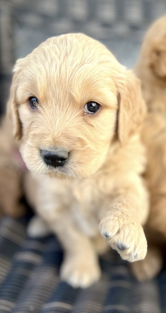 Purebred Golden Retriever Puppies/Memorial Day Special