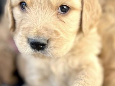 Purebred Golden Retriever Puppies/Memorial Day Special