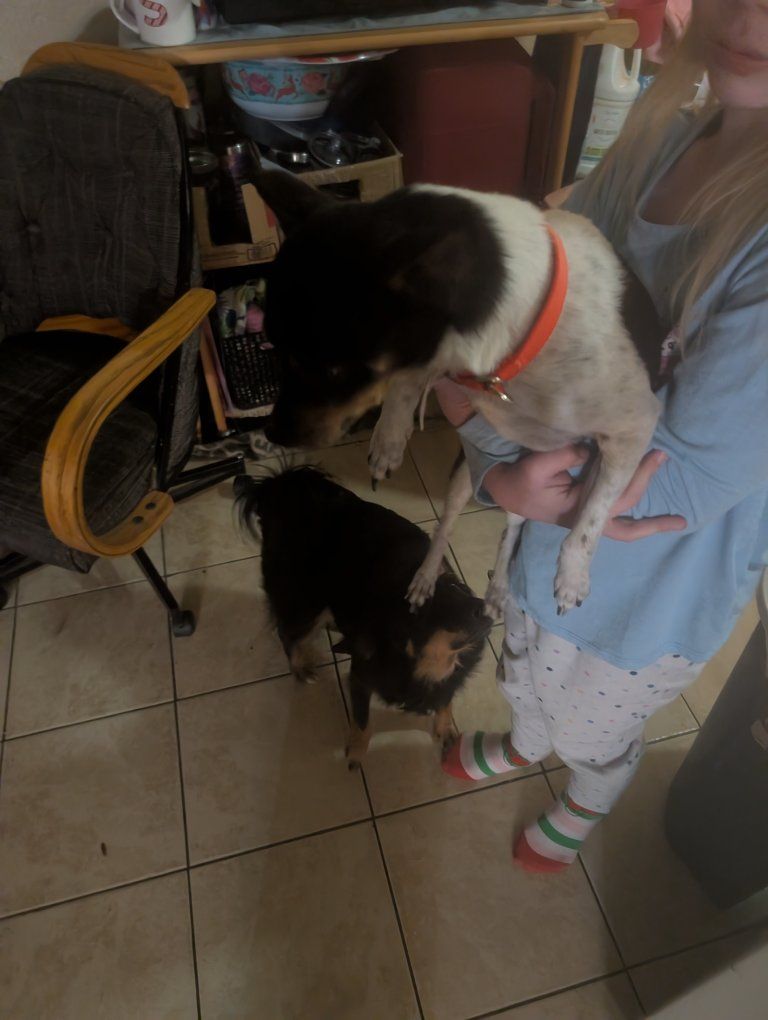 lost dog