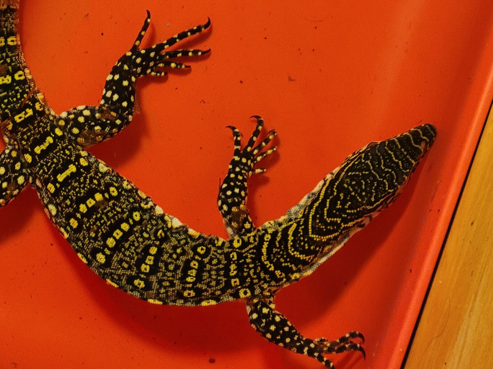 Beautiful 12" Nile Monitor