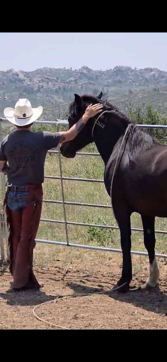 Horse Training / Colt Starting