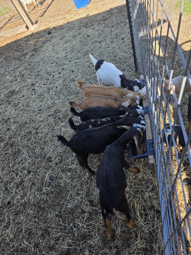 Baby Goats  nubian. Also I have a 4 year old Billy he is $250 the other's are $150