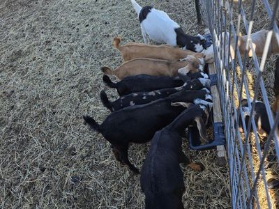 Baby Goats nubian. Also I have a 4 year old Billy he is $250 the other's are $150