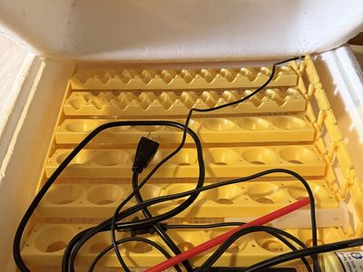 Genesis Hova-Bator 1588