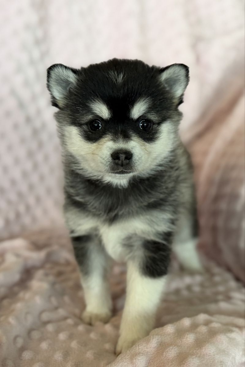 Easter Alaskan Klee Mini Husky Puppies! not Pomsky