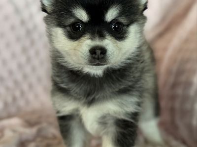 Easter Alaskan Klee Mini Husky Puppies! not Pomsky