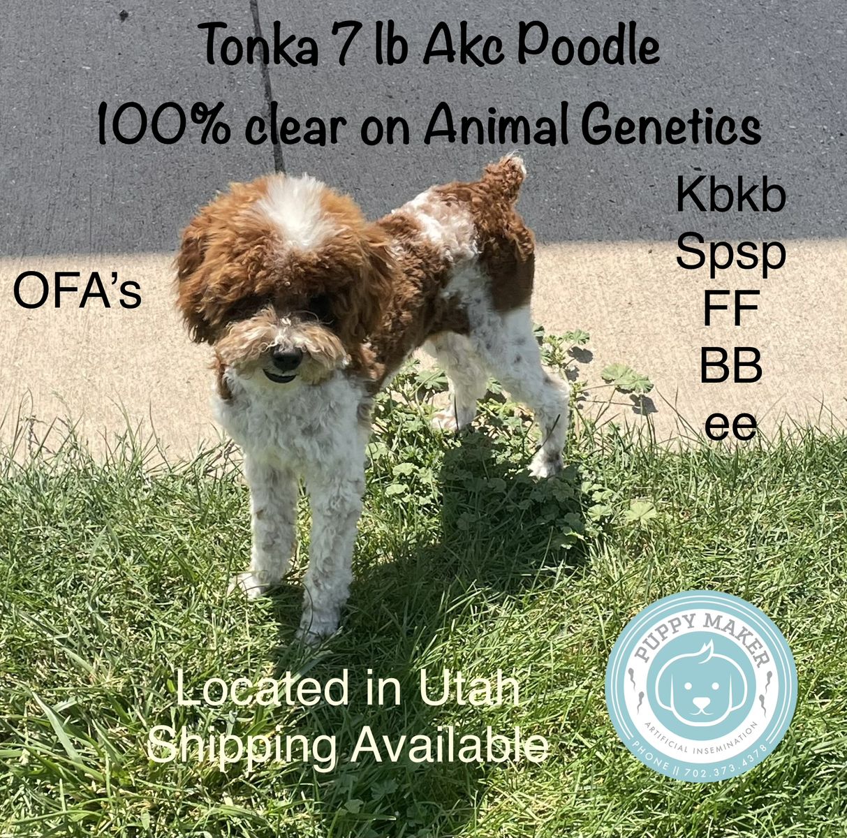 Yorkie Poodle Doodle Stud