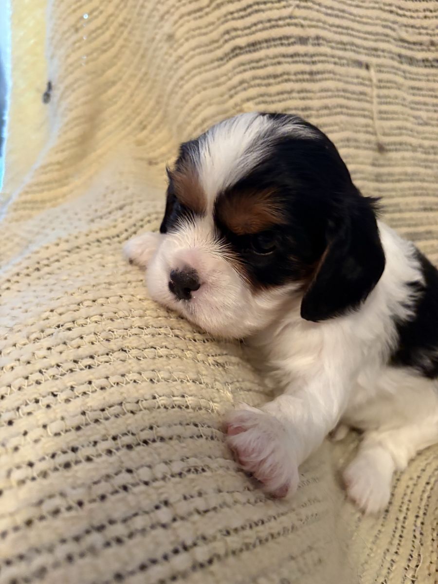 Cavalier King Charles Spaniel 