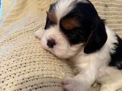Cavalier King Charles Spaniel