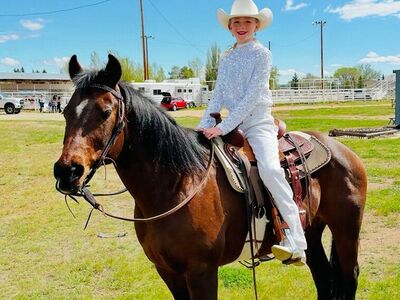 16 Year old Bay Mare