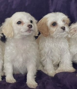 Cavalier Cocker Spaniel  & Maltese Puppies