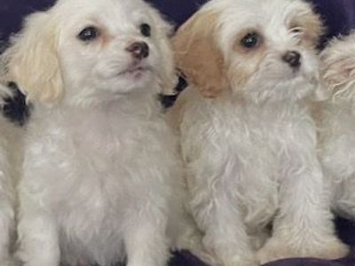 Cavalier Cocker Spaniel & Maltese Puppies