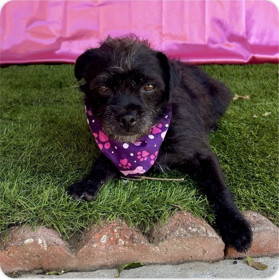 Raven- Velcro Terrier