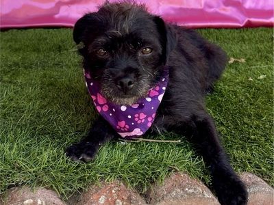Raven- Velcro Terrier