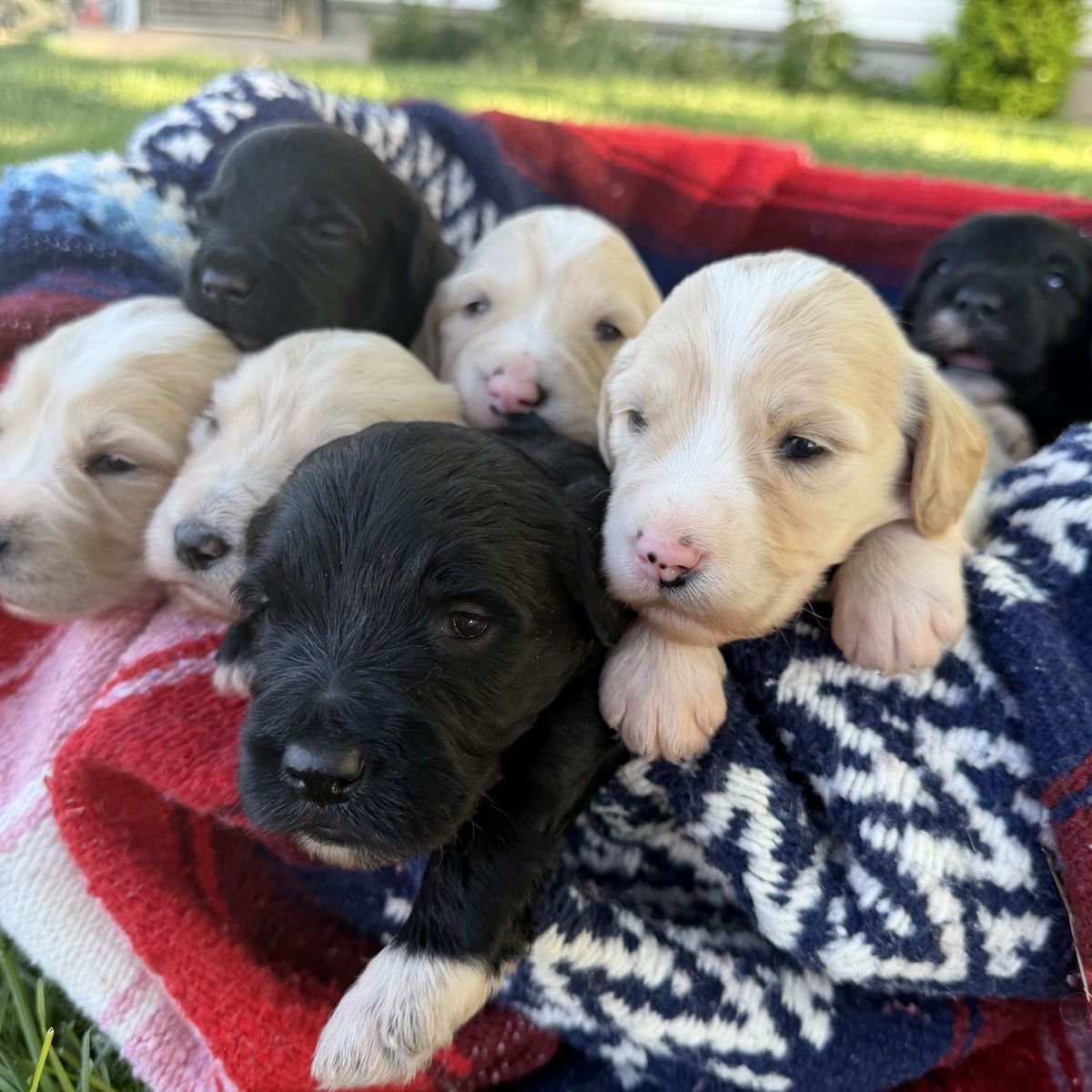 Portidoodle Puppies- Portuguese Water Dog x Goldendoodle