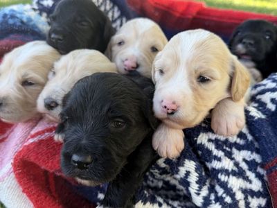 Portidoodle Puppies- Portuguese Water Dog x Goldendoodle