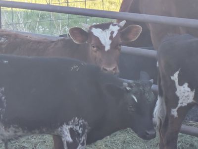 Calves For Sale