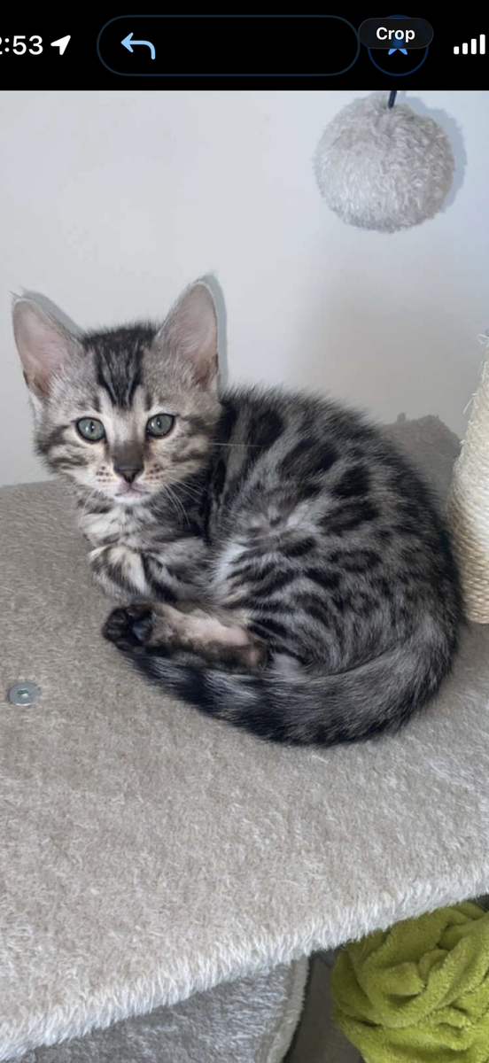 Silver bengal kitten