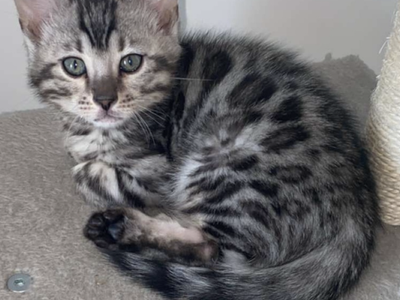 Silver bengal kitten