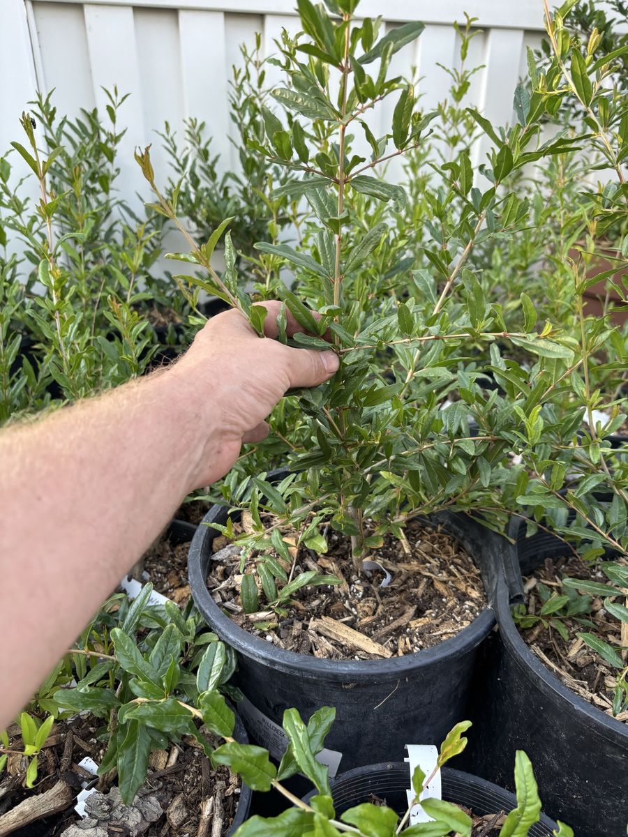 Afghanski Pomegranate Bush