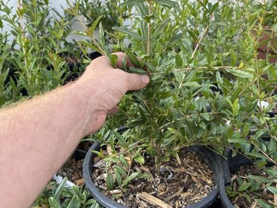 Afghanski Pomegranate Bush