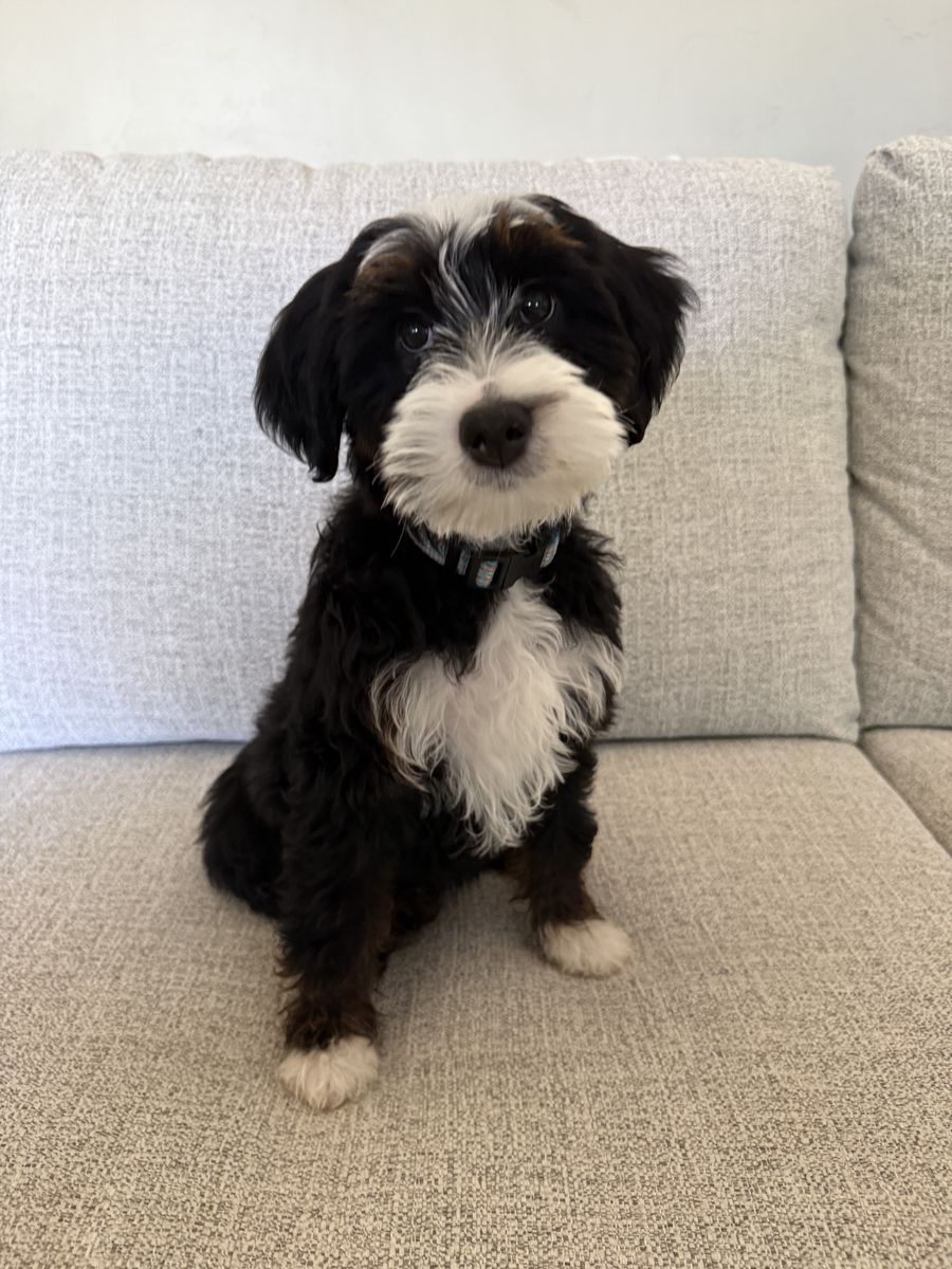 Bernedoodle (poodle Bernese)