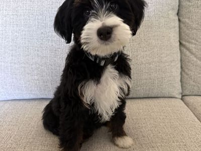 Bernedoodle (poodle Bernese)
