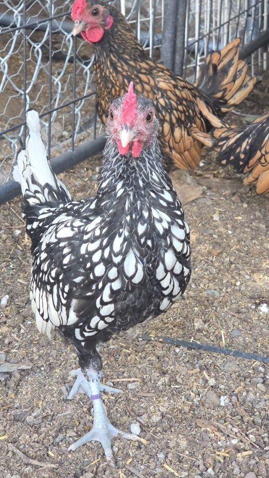 silver sebright roo
