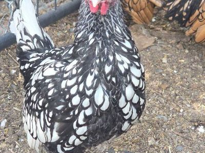 silver sebright roo