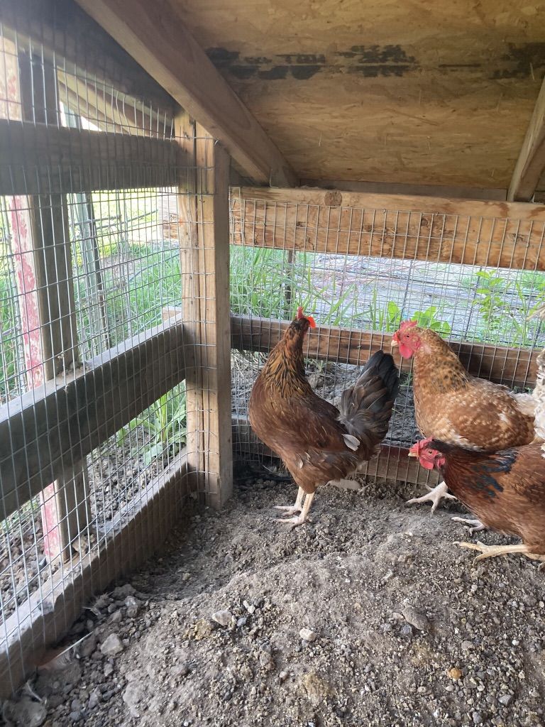 Lemon Co Co Maran Hens