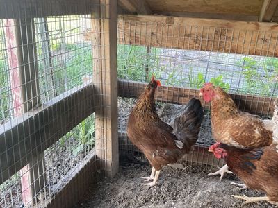 Lemon Co Co Maran Hens