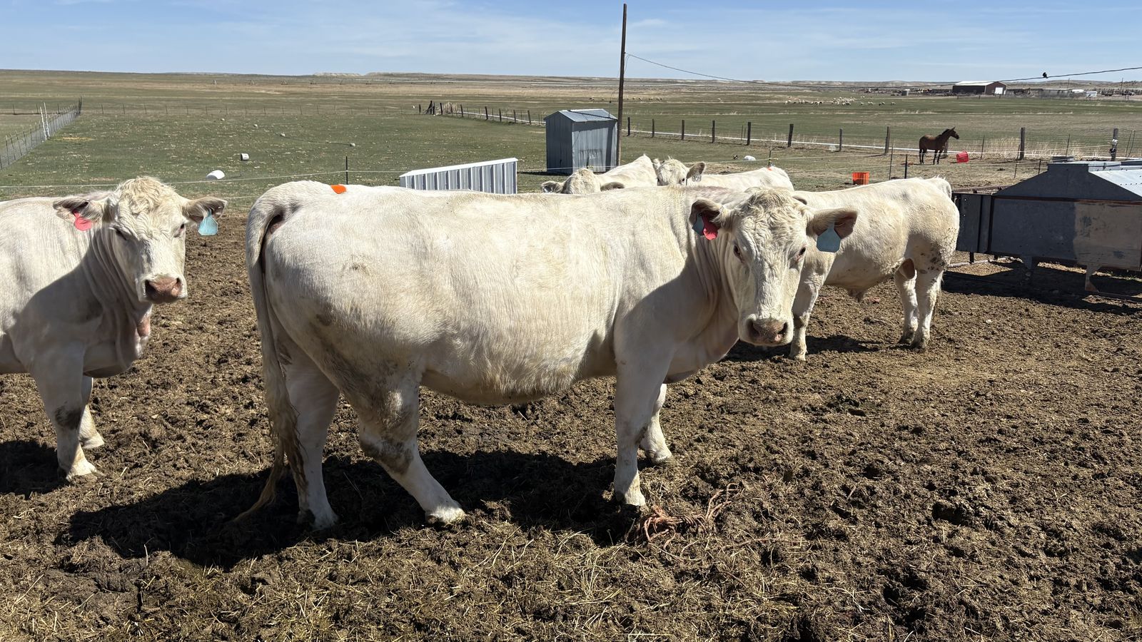 Bred Cows