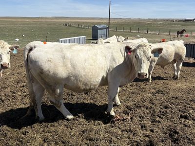 Bred Cows