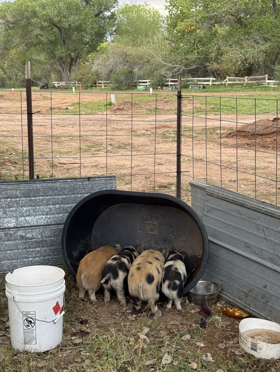 Kune kune piglets