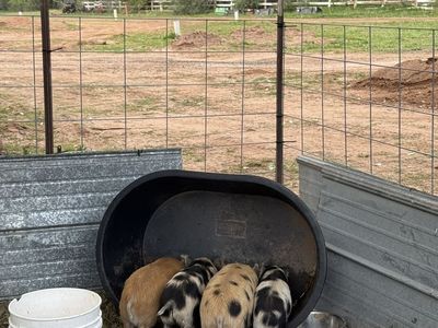 Kune kune piglets