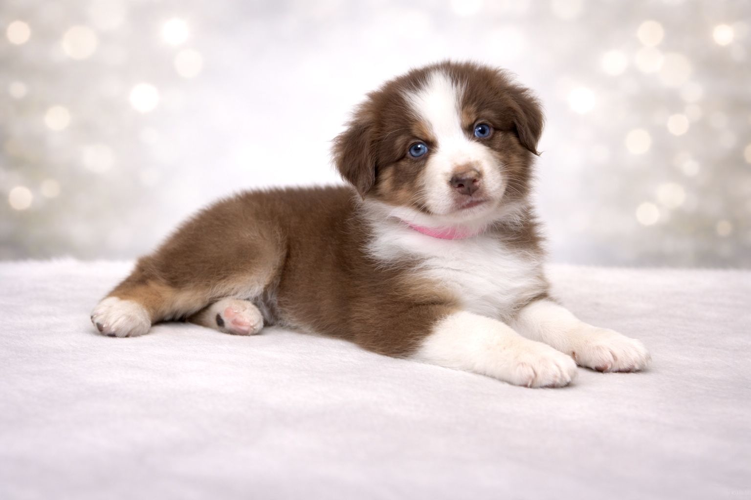 Australian Shepherd Puppies Arizona