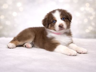 Australian Shepherd Puppies Arizona