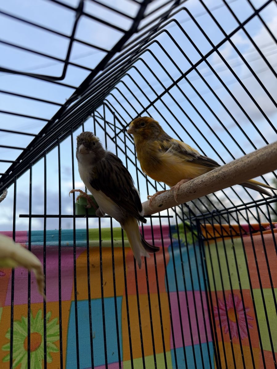 Pair of Canaries (Male & Female)