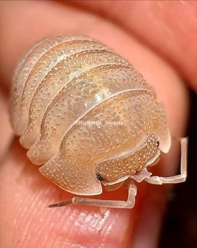 Sand Stone Isopods
