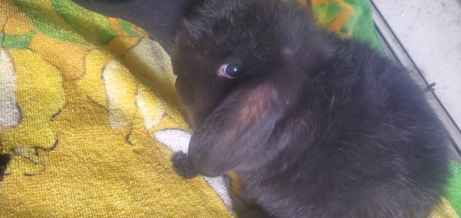 Mini Holland lop New year bunnies