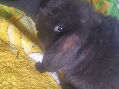 Mini Holland lop New year bunnies