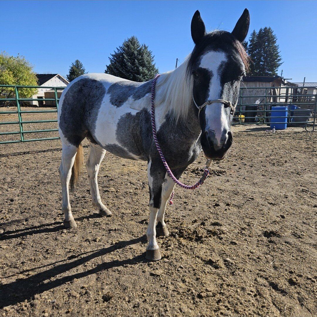 Blue roan paint mare